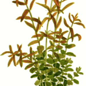 Rotala Rotundifolia