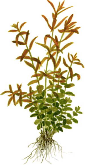 Rotala Rotundifolia