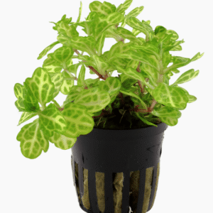 Shinnersia Rivularis 'Weiss-Grün'