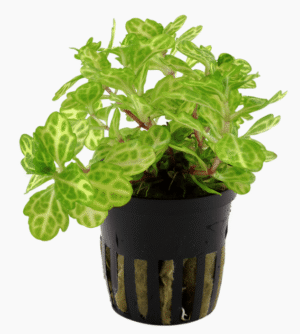 Shinnersia Rivularis 'Weiss-Grün'