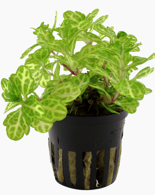 Shinnersia Rivularis 'Weiss-Grün'