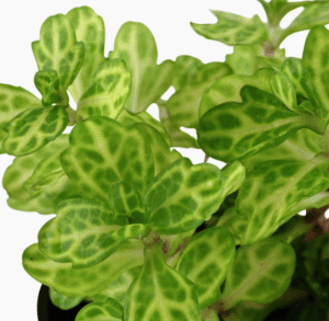 Shinnersia Rivularis 'Weiss-Grün'