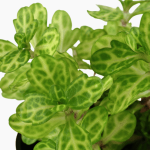 Shinnersia Rivularis 'Weiss-Grün'