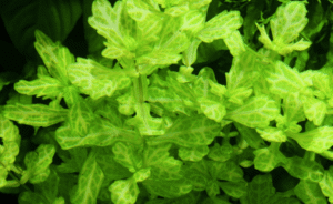 Shinnersia Rivularis 'Weiss-Grün'