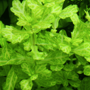 Shinnersia Rivularis 'Weiss-Grün'