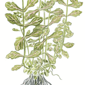 Shinnersia Rivularis 'Weiss-Grün'