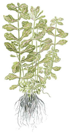 Shinnersia Rivularis 'Weiss-Grün'