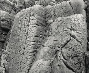 Fondo Rocoso Tanganyika