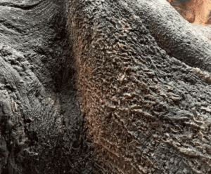 Fondo Rocoso Amazonas