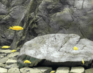 Fondo Rocoso Canyon Rock