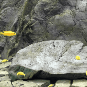 Fondo Rocoso Canyon Rock