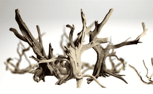 Troncos de Manzanita