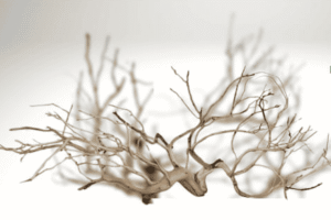 Troncos de Manzanita Branched