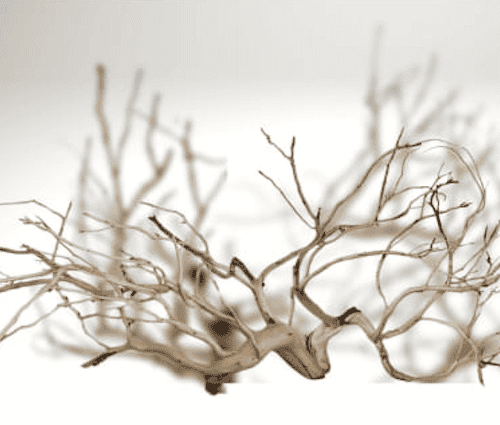 Troncos de Manzanita Branched