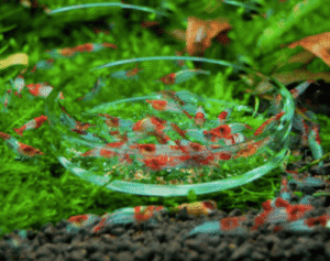 Plato de cristal para alimentación