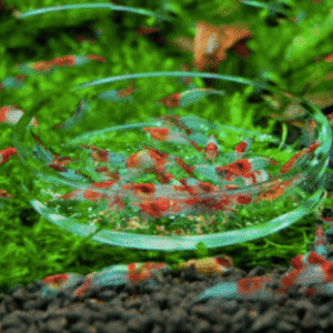 Plato de cristal para alimentación