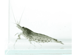 Captura de Pantalla 2025-07-25 a la(s) 16.46.07_1 Gamba Amano