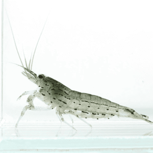 Captura de Pantalla 2025-07-25 a la(s) 16.46.07_1 Gamba Amano