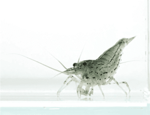 Captura de Pantalla 2025-07-25 a la(s) 16.46.17_1 Gamba Amano