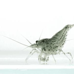 Captura de Pantalla 2025-07-25 a la(s) 16.46.17_1 Gamba Amano