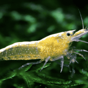 Gambas Neocaridinas