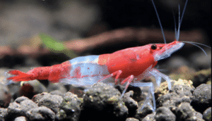 Gambas Neocaridinas