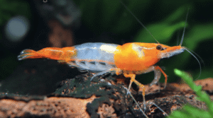 Gambas Neocaridinas