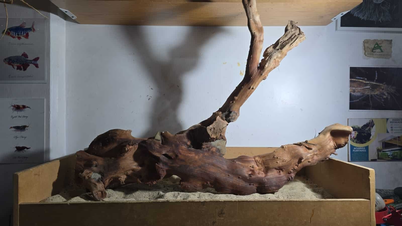 Troncos Sauce de Rio