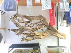 Troncos Sauce de Rio